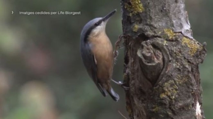 El sector forestal, compromès amb la conservació i millora de la biodiversitat