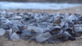 El temporal deixa milions de meduses veler a les platges