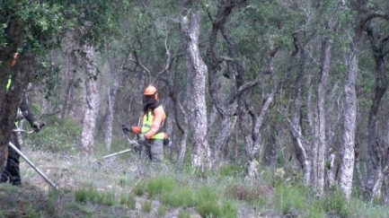 Els ajuts d'Acció Climàtica permetran fer tasques de prevenció d'incendis en 175 hectàrees