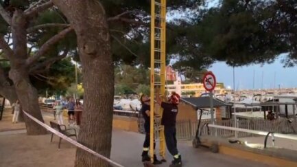 Els Bombers rescaten un ocell que se li havia escapat a la propietària mentre el passejava