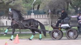 Els cavalls també han estat protagonistes a Platja d'Aro amb el Derby d'Enganxe