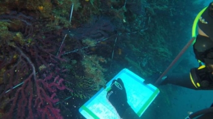 Els impactes amb el fons marí de les Illes Medes es redueixen un 50%