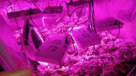 Els Mossos i la Policia Local detenen un home que cultivava marihuana a Santa Cristina