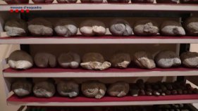 Els Mossos recuperen objectes espoliats a diferents jaciments arqueològics catalans