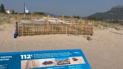 Els ous de tortuga careta dipositats a la platja dels Griells no prosperen