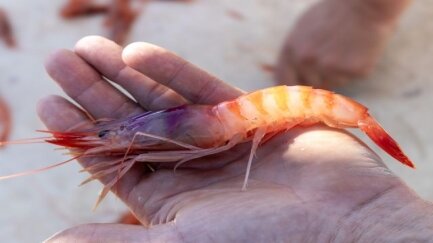 Els pescadors de Palamós preocupats si no es revisen les restriccions de pesca de la gamba