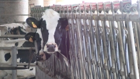 Els ramaders creuen que l'increment del preu de la llet serà una mesura temporal