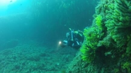 Els submarinistes tenen sis vegades més contactes amb l'entorn si van per lliure