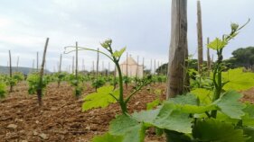 Els vins de la DO Empordà recuperen les vendes d'abans de la pandèmia