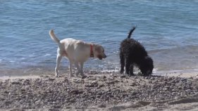 Entra en funcionament l'àrea de mascotes de la platja de Palamós