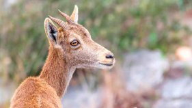 Estudiaran la població de cabres salvatges del Montgrí per controlar-ne la gestió