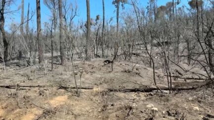 Fer rendible la gestió dels boscos per afrontar els grans incendis