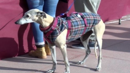 Galgos 112 celebra la 6a desfilada canina a Platja d'Aro per promoure l'adopció