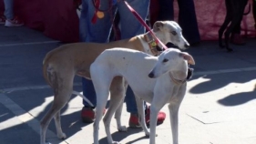 Galgos 112 celebra la desfilada canina a Platja d'Aro per conscienciar sobre l'adopció