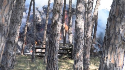 Incendi de restes vegetals i alguns pins a la Deixalleria de Calonge i Sant Antoni