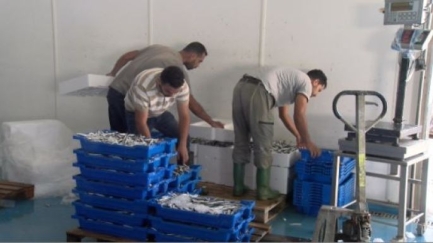 Indignació del sector pesquer, ja que la veda de sardina encara continua