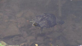 Invasió de tortugues de Florida a la Pedrera de Mont-Ras