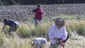 La 24a sega tradicional de Pals reivindica la història de l'arròs