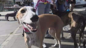 La 3a desfilada canina fa una crida perquè s'adoptin galgos i podencs