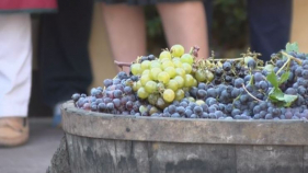 La DO Empordà comença una verema marcada per la sequera