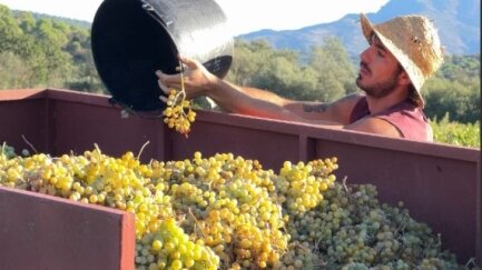 La DO Empordà preveu una verema amb una producció 'normal' d'uns 8 milions de quilos