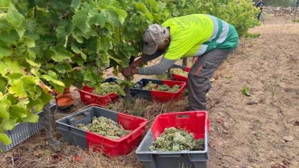 La DO Empordà recupera la producció habitual de vi i manté la 'qualitat excel·lent'