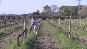 La DO Empordà registra un descens de vendes d'entre el 90 i el 100 per cent