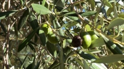La DOP Oli de l’Empordà enceta la collita amb bones previsions i una qualitat excel·lent