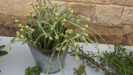 La Fira de les Herbes de Peratallada llueix tot i la pluja