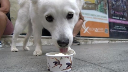 La gelateria Badiani de Palamós ha regalat gelat per a gossos