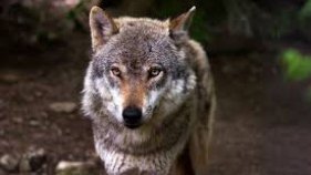 La necròpsia confirma que l'animal atropellat a Mont-ras és un llop