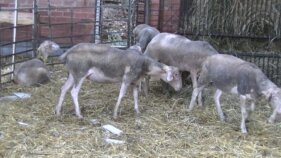 La pedregada afecta l'estat dels animals: 'Les ovelles han deixat de belar'
