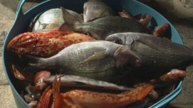 La pesca sense mort en competicions, un dels objectius per ser més sostenibles