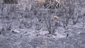 La pineda del ridaura pateix un incendi que afecta 4.000 metres quadrats