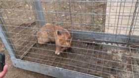 La Policia Local de Castell-Platja d'Aro rescata una guilla atrapada en un galliner GENERA