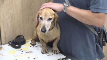 La revetlla de Sant Joan, el suplici d'algunes mascotes