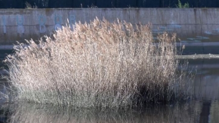 La Taula del Ridaura impulsa un projecte per la conservació del riu