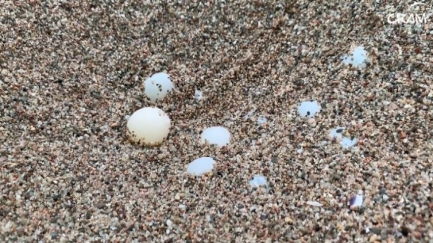 La tortuga careta nidifica per primer cop a la Costa Brava