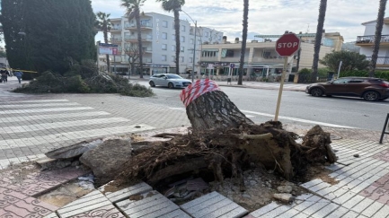 La ventada deixa un balanç de 48 arbres arrancats a Platja d'Aro