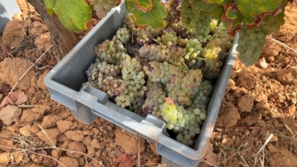 La verema al Baix Empordà: quantitats similars i la mida del raïm més petita