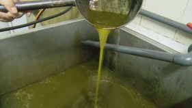 L'avançament de la collita de la oliva produeix un oli més dolç