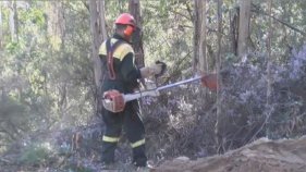 Les ADFs preparen el bosc per prevenir incendis