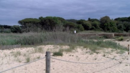 Les dunes de la platja de Castell creixen en alçada i volum