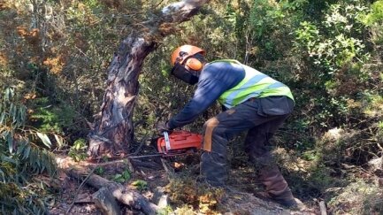 Les Gavarres recuperen el bosc autòcton amb la tala de més d’11 hectàrees d’eucaliptus