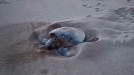 Les tres postes d'ous de tortuga marquen l'any 2025 al Baix Empordà