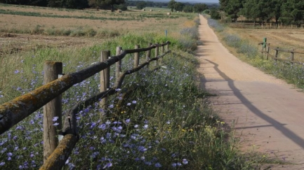 Les vies verdes del Baix Empordà es convertiran en corredors per protegir insectes