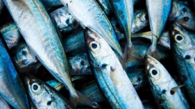 L'IRTA presentarà un estudi sobre com valoritzar el peix blau mitjançant nous productes
