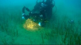 Localitzen la floració dels prats marins de gram a la badia de Pals