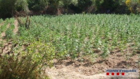Localitzen tres plantacions de marihuana amb més de 5.000 plantes a Sant Sadurní