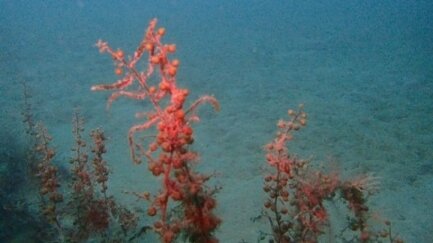 L'única població de sargassum es conserva en bon estat a les aigües del Montgrí